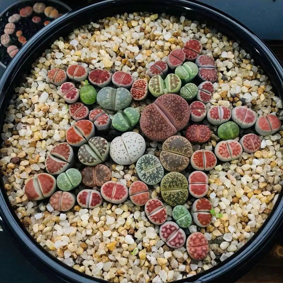 1szt-250g Naturalne kryształy  – Aquarium Marine Sand recenzja i cena